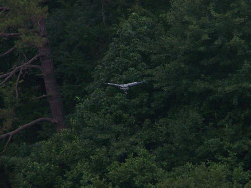 Great Blue Heron in Flight