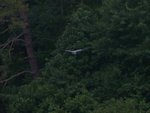 Great Blue Heron in Flight