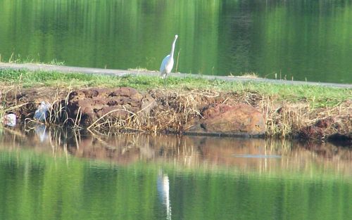 Great Egret, Lake Forest Park