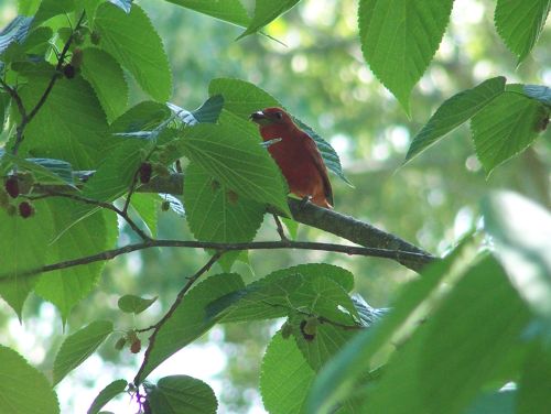 Tanager and Berries