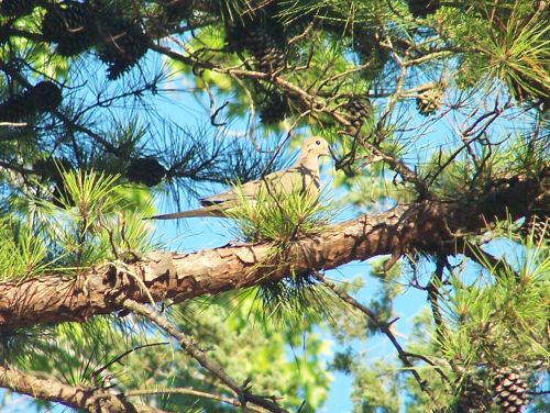 Mourning Dove 2