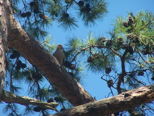 Mourning Dove