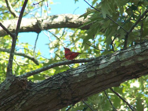 Tanager