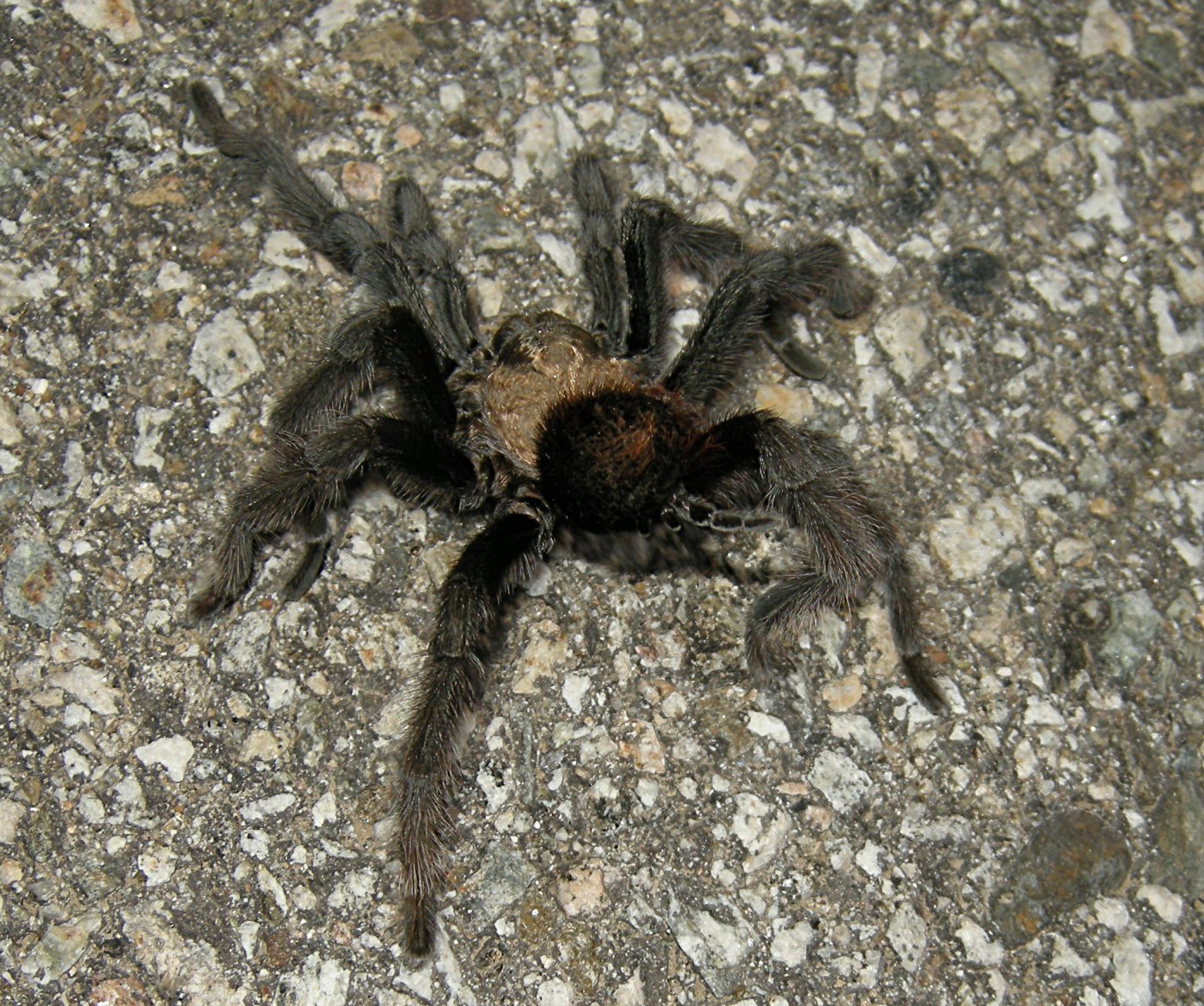 Tarantula Walking on the Road