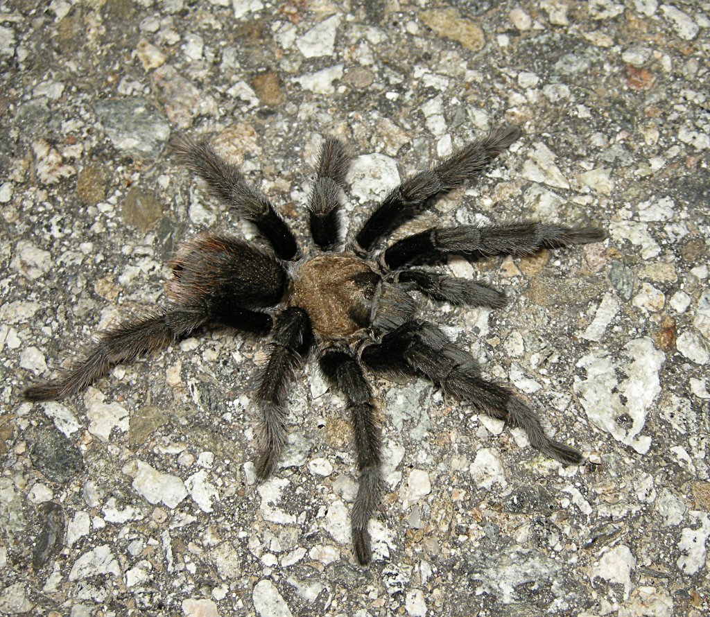 Another view of the tarantula on Glendora Ridge Road