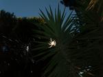 Orb Spider Constructing Its Web