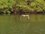 In Flight at Lake Forest Park