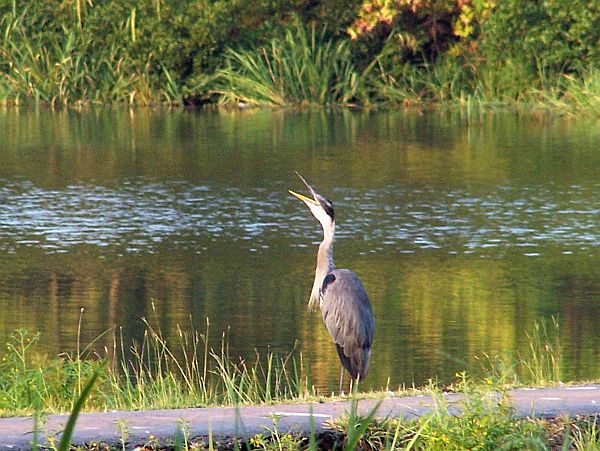 Great Blue Heron