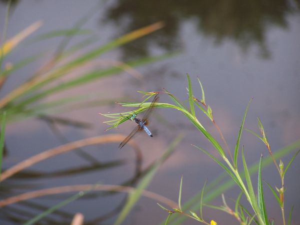 Dragonfly at Lake Forest Park, Henderson, Texas