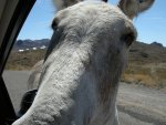 Attempted car jackassing? Nosy Wild Burro!