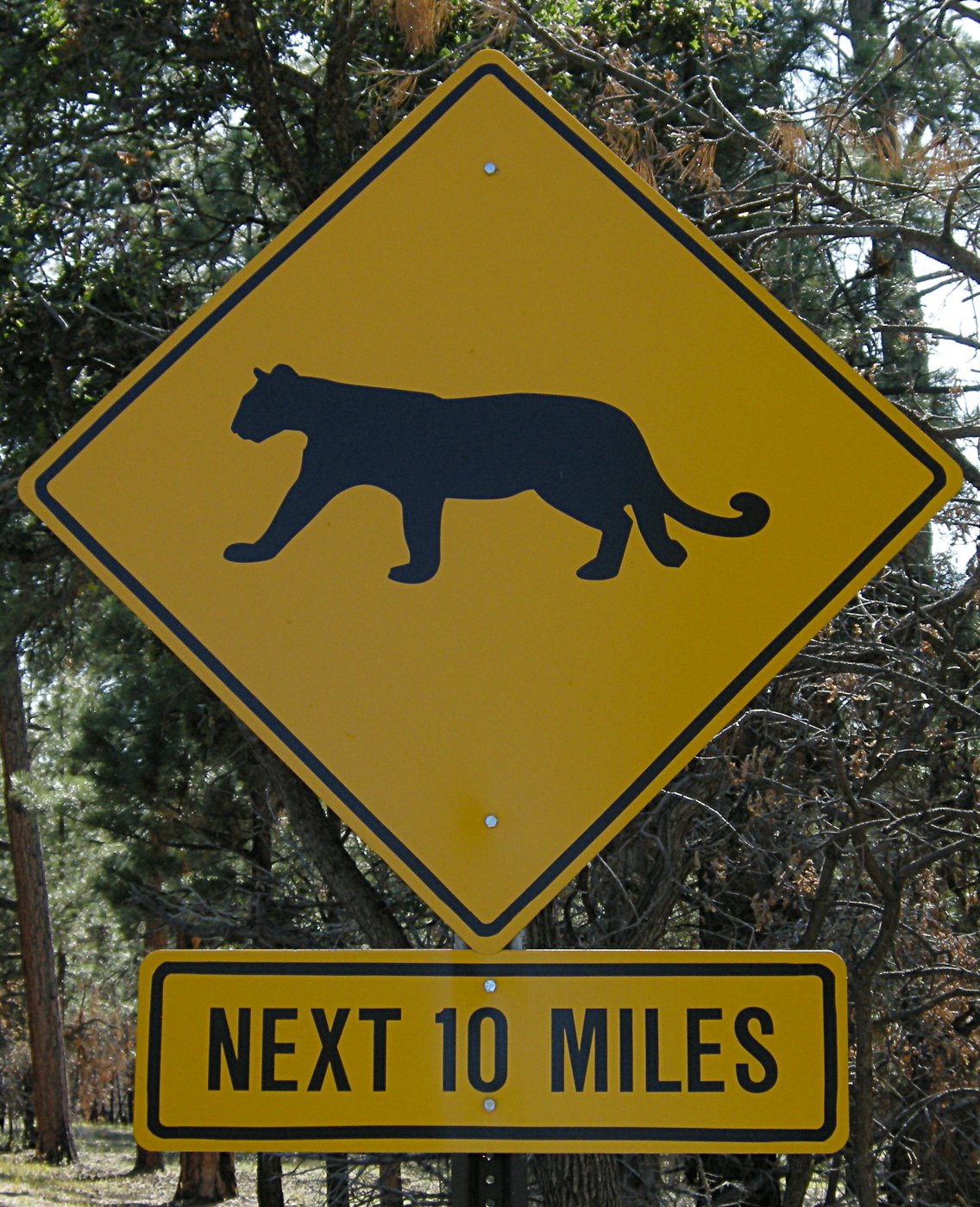 Cougar Crossing