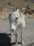 Friendly Wild Burro in Arizona