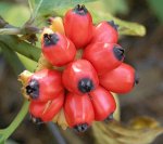 Dogwood Berries