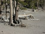 Shore of Horseshoe Lake, Mammoth Lakes, California