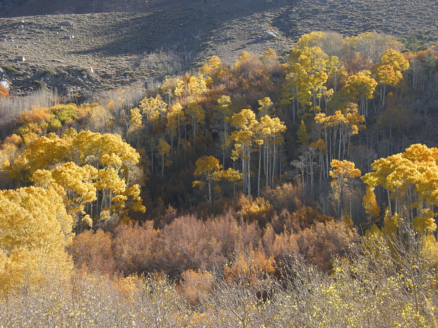 Aspen at Bishop Creek