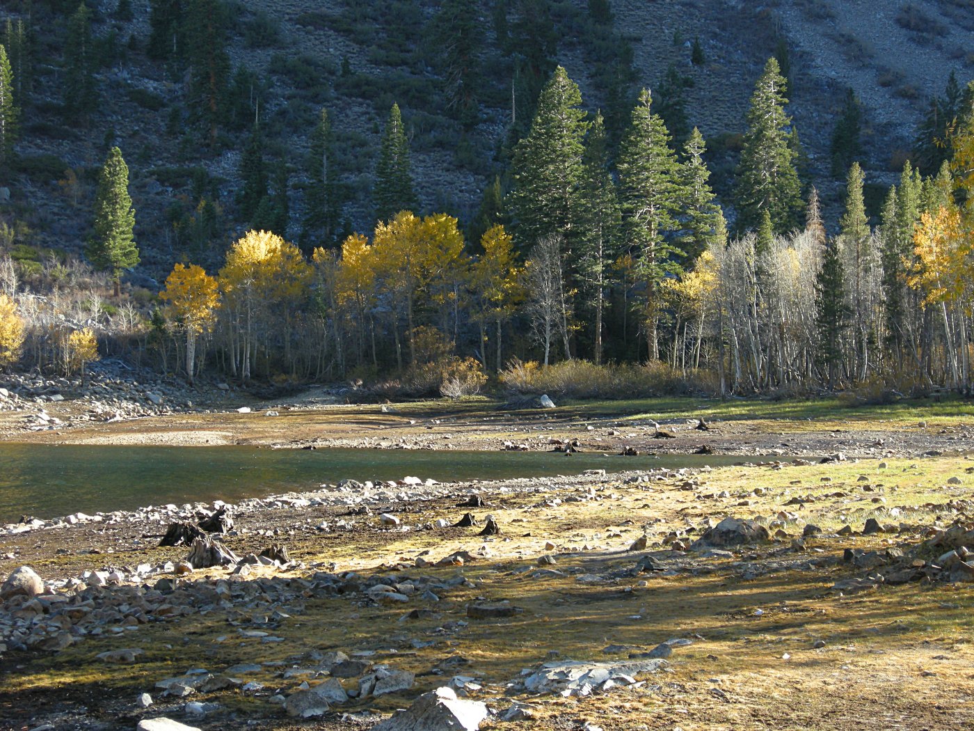 Trees at Lundy Lake