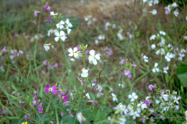 CAMPSIGHT FLOWERS