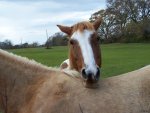 2 ponies