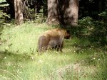 Black Bear in a Green Meadow