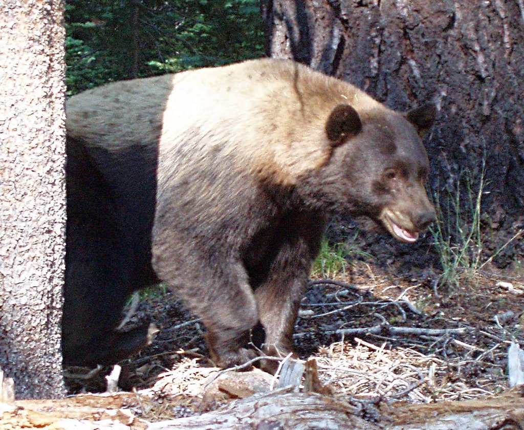 Smiling Black Bear