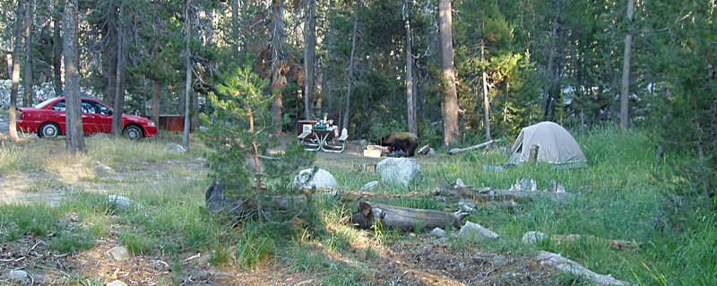 Black Bear investigating a Campsite
