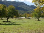 Walnut Trees Near Ojai