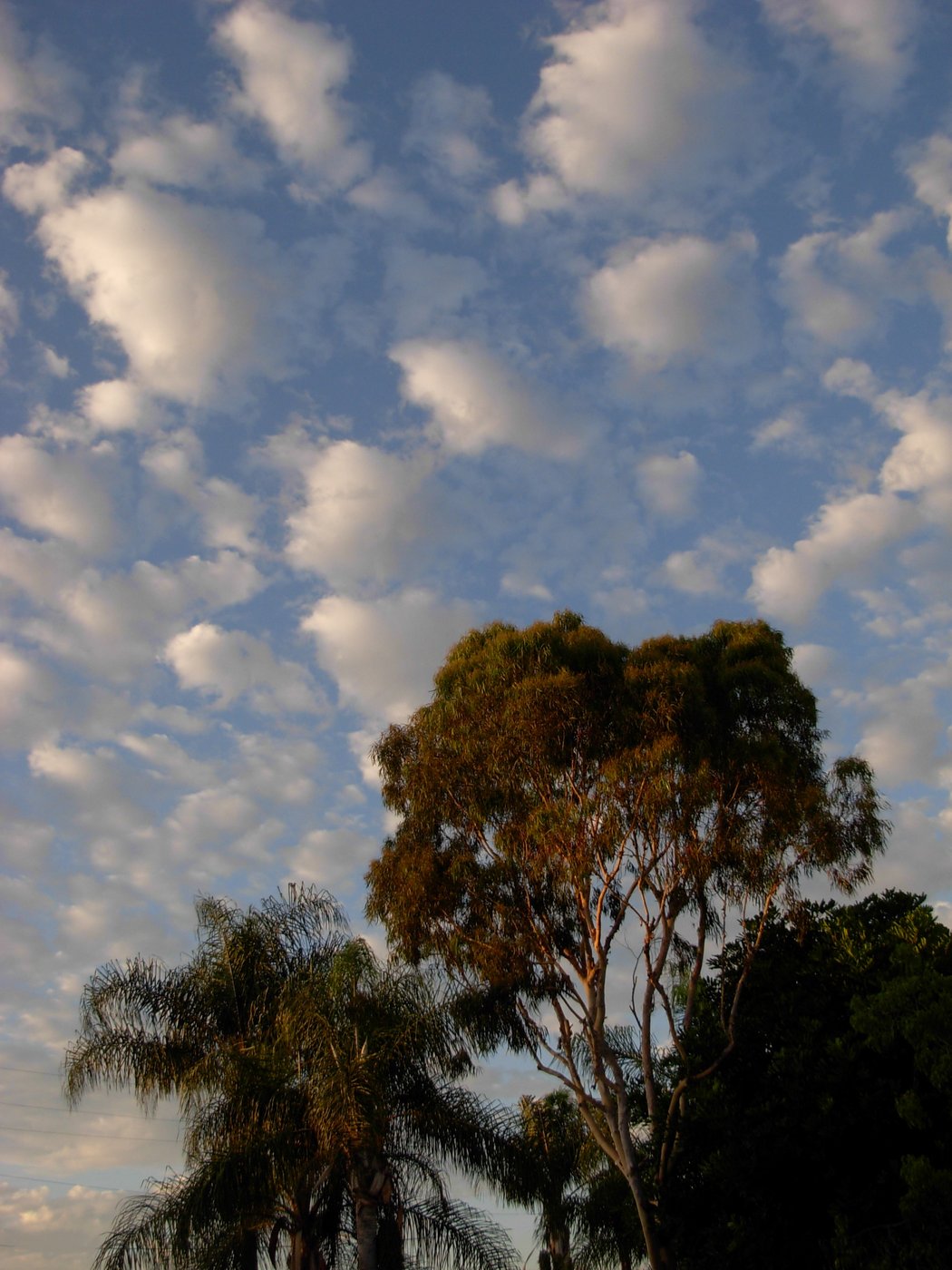 Back Yard Clouds