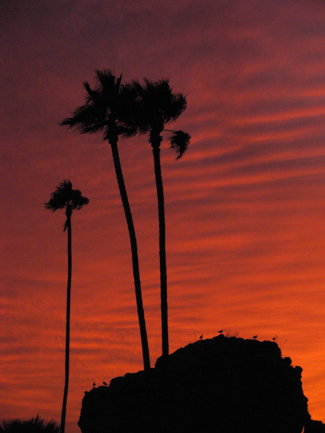 Gulls at Sunset Corona Del Mar