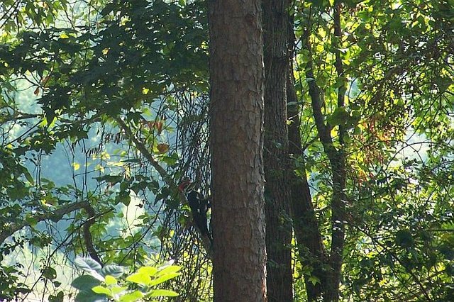 Pilated Woodpecker cropped