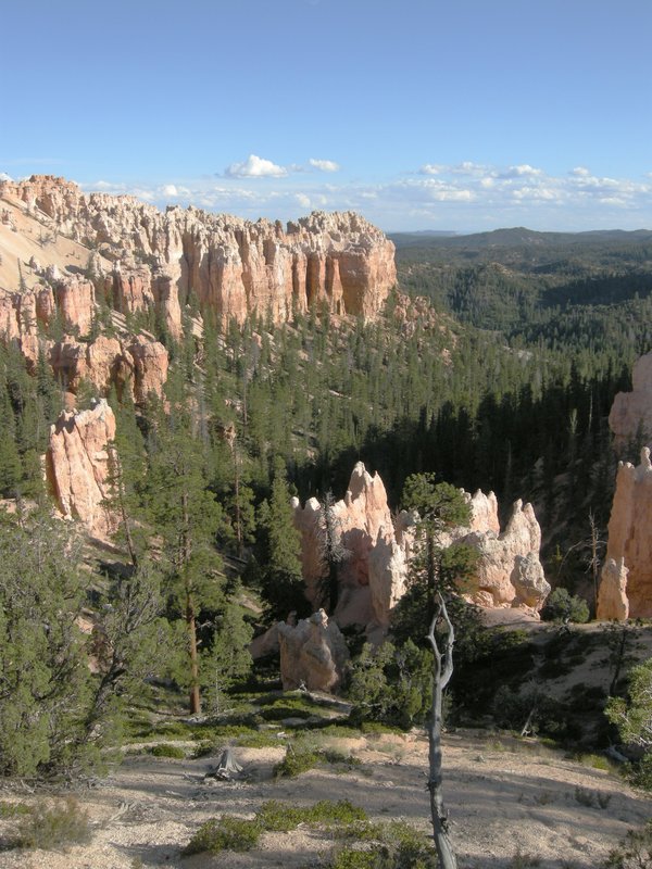 Canyon Wall and Forest