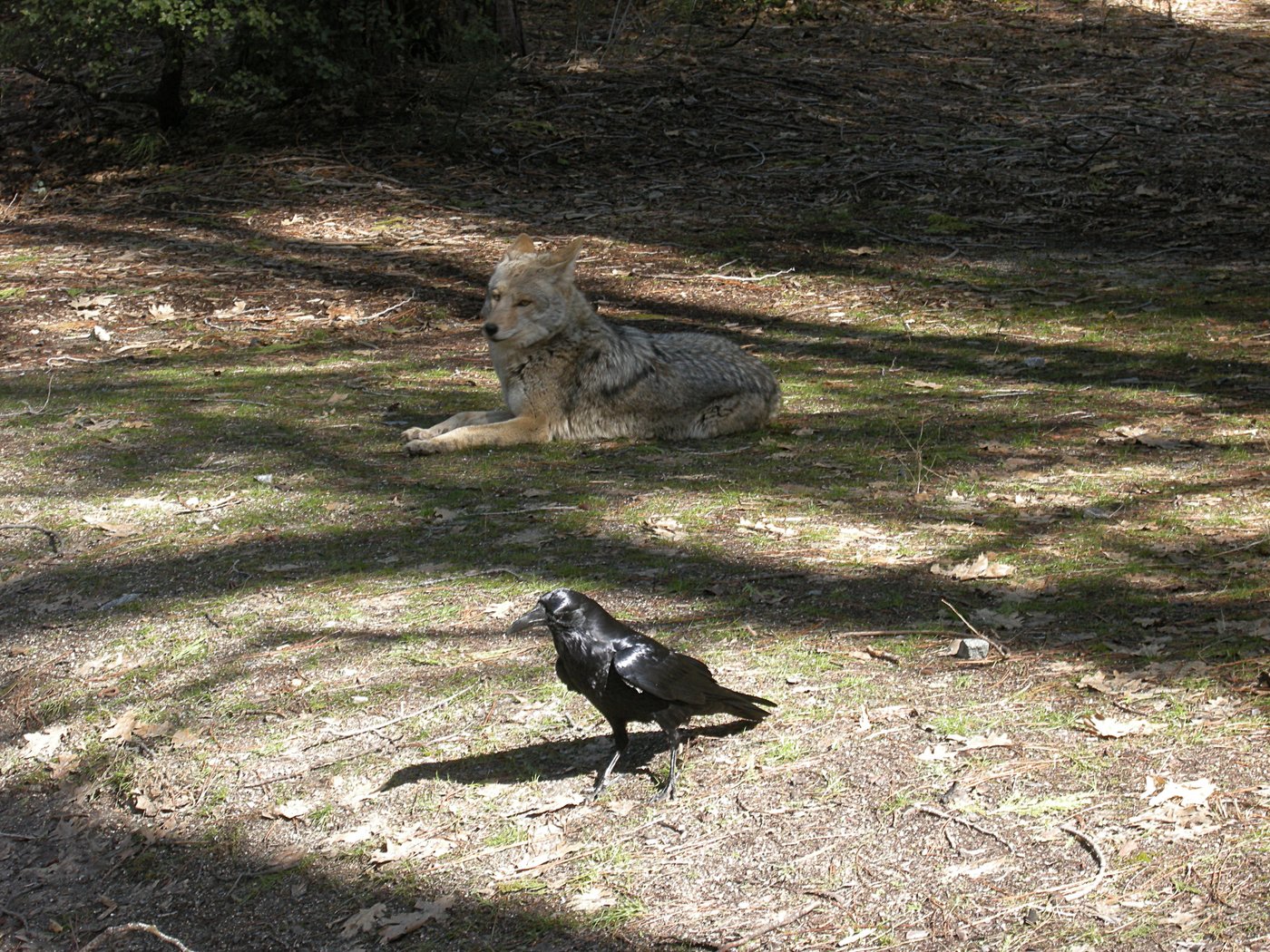 Raven and Coyote