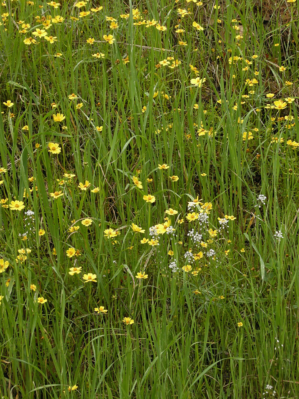 Wildflowers Down River from Briceburg