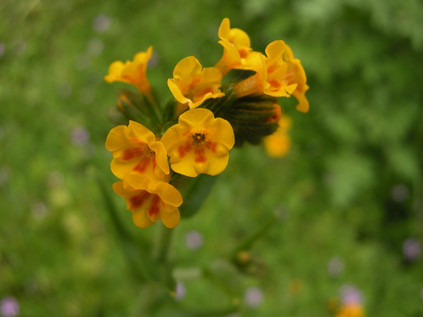 Wildflower near Briceburg