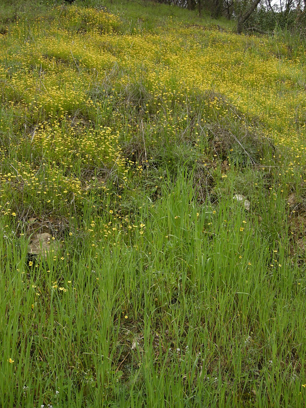 Hillside of flowers