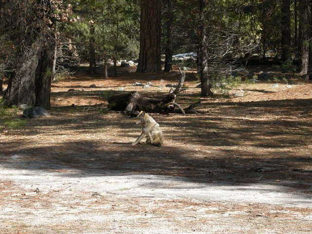 Coyote at Swinging Bridge