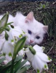 SAM_4337