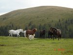 horses