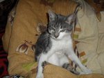 Tom cat