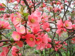 SAM_4873