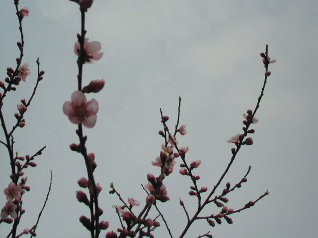 SAM_4931