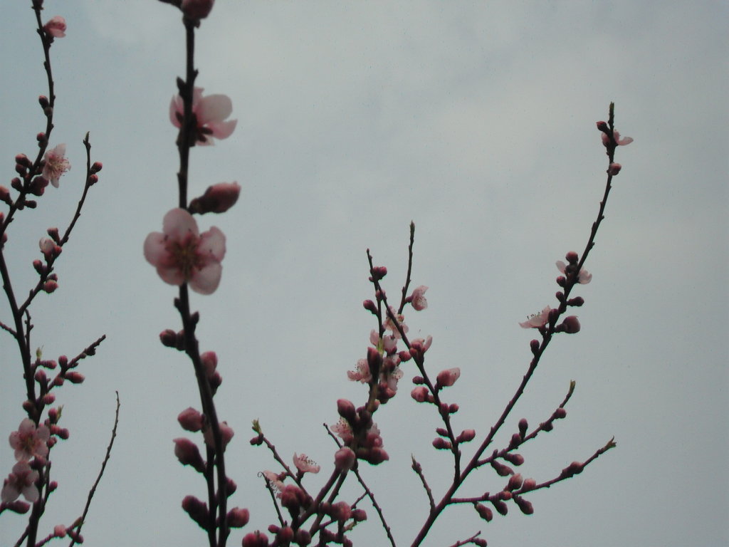 SAM_4931
