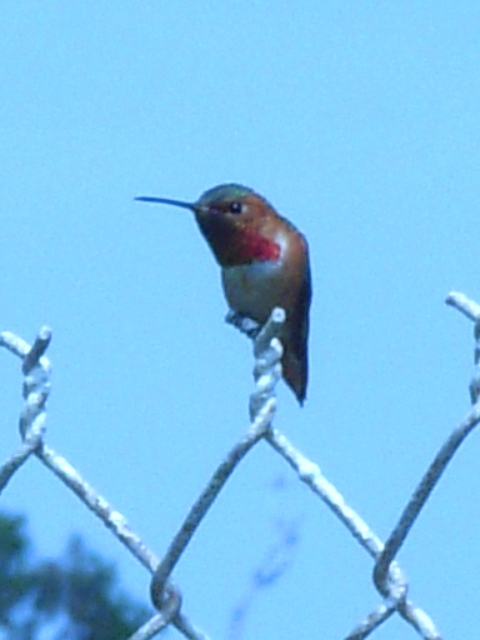 Allen's Hummingbird