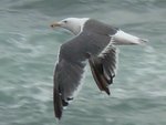 Western Gull