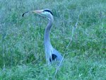 Great Blue Heron with twig for nest at Bolsa Chica Wetlands