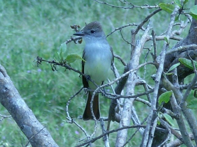 Western Kingbird at Bolsa Chica Wetlands