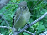 Western Flycatcher