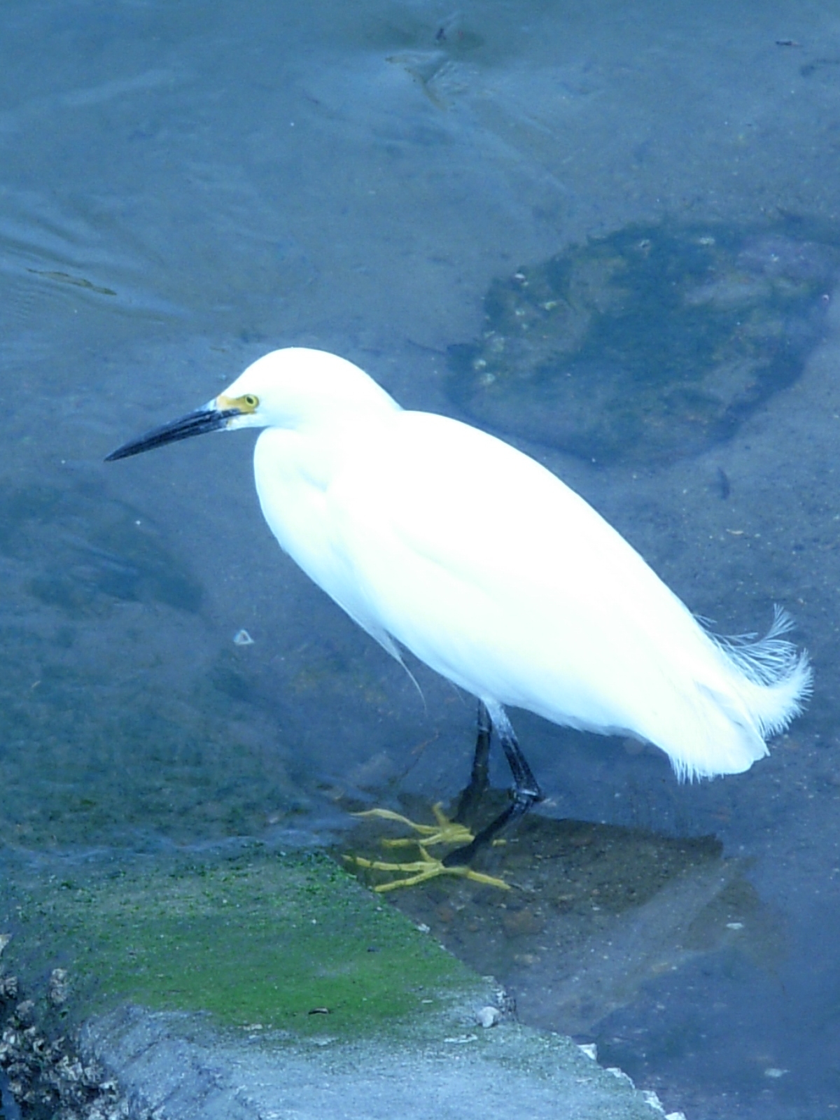 Snowy Egret 