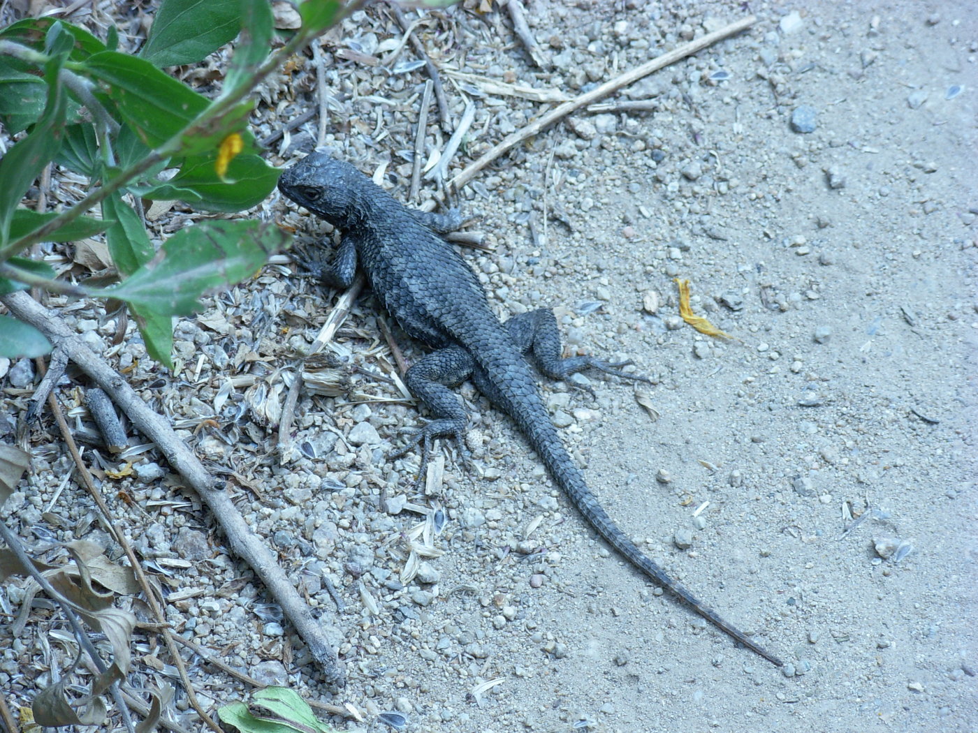 black fence lizard