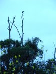 Great Blue Heron Roost
