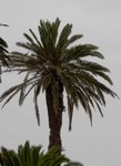 Great Blue Heron Nesting